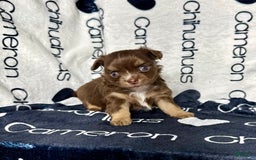 Chihuahua dogs for sale: Theodore Chocolate Lc - Image 10