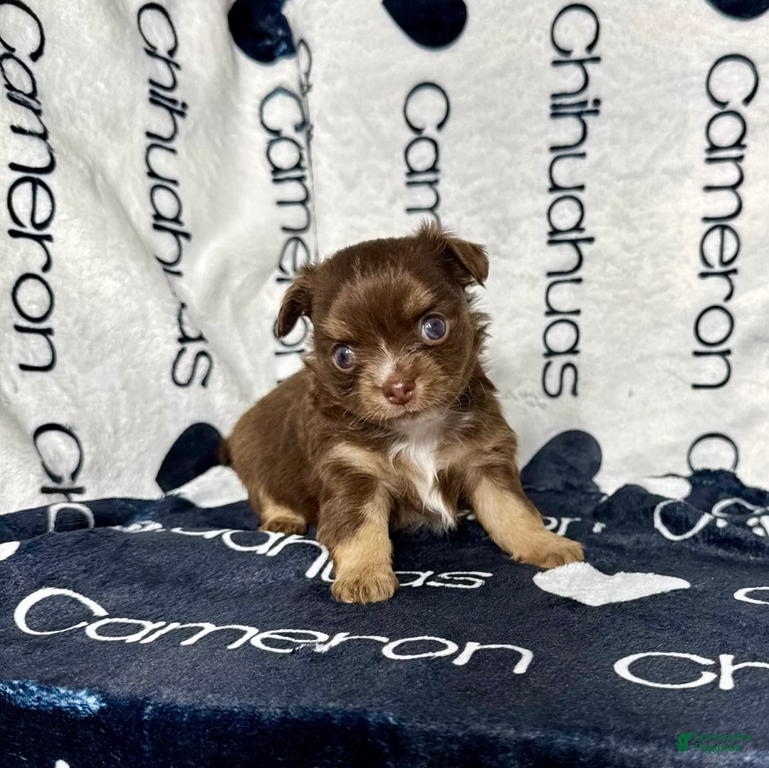 Chihuahua dogs for sale: Theodore Chocolate Lc - Image 10