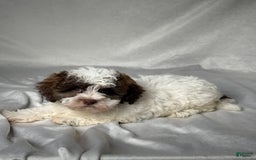 Havapoo dogs for sale: Luna - Image 2