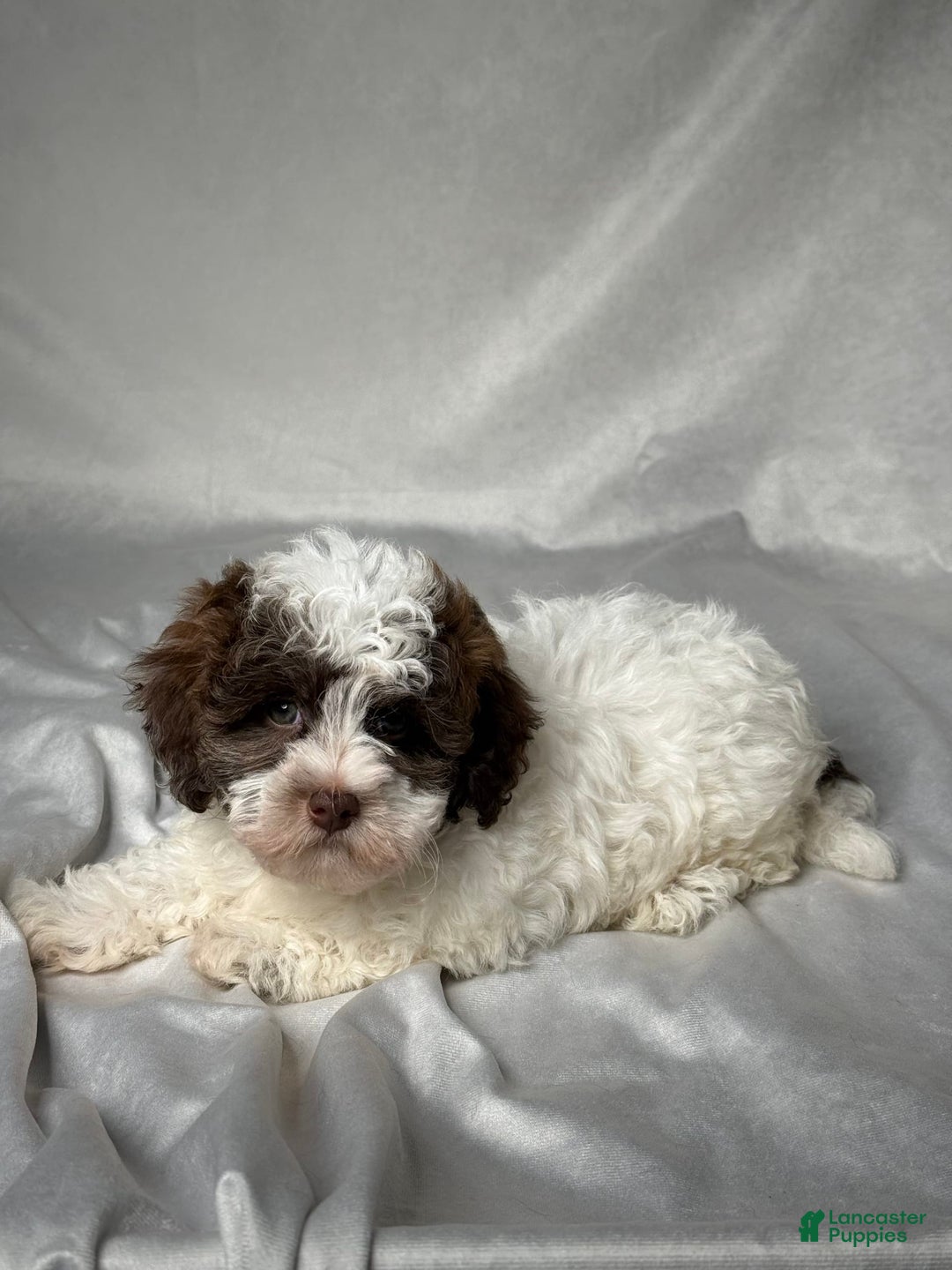 Havapoo dogs for sale: Luna - Image 2