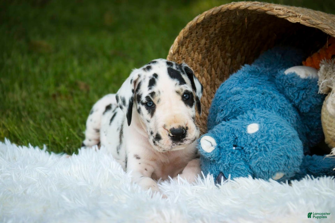 Great Dane dogs for sale: Legend - Image 3
