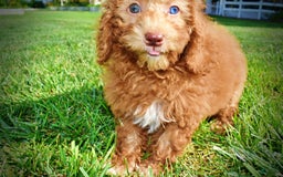 Havapoo dogs for sale: Ginger - Image 9