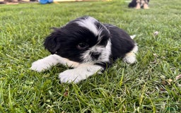 Shih Tzu dogs for sale: Oreo Aca - Image 1