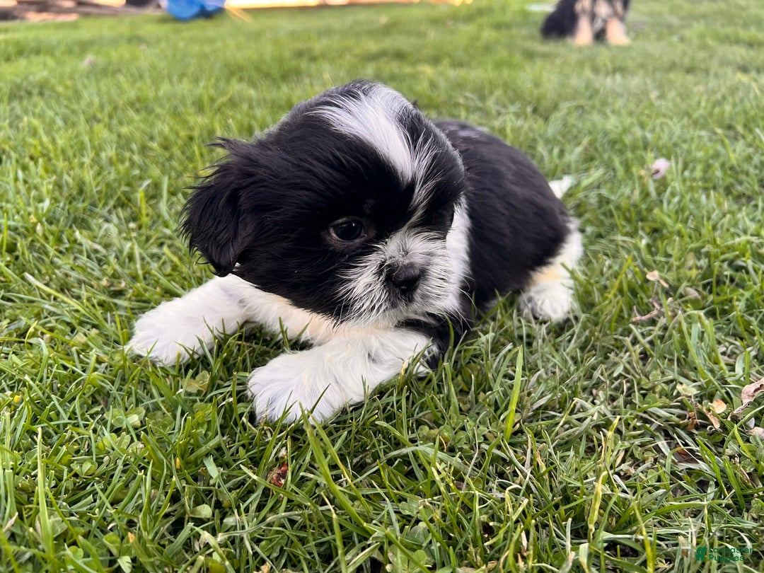 Shih Tzu dogs for sale: Oreo Aca - Image 1