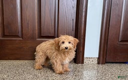 Maltipoo dogs for sale: Frankie - Image 6