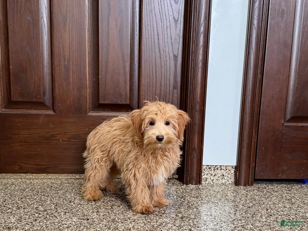 Maltipoo dogs for sale: Frankie - Image 6