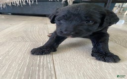 Bernedoodle dogs for sale: Baby Kiara - Image 1
