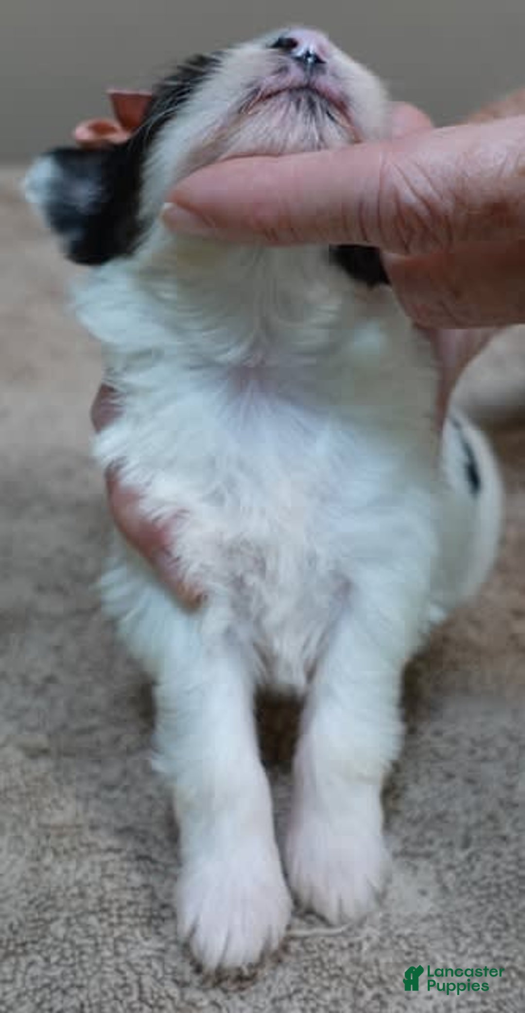 Yorkshire Terrier dogs for sale: Pappy Parti Girl - Image 12