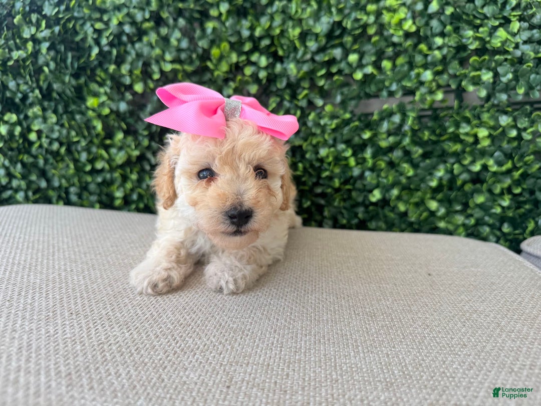 Toy Poodle dogs for sale: Vainilla - Image 2