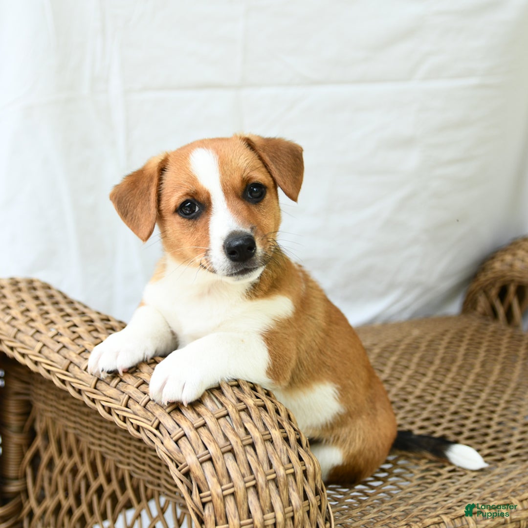 Jack Russell Terrier dogs for sale: Violet - Image 1