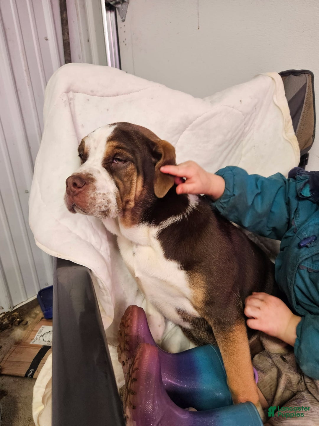 Puggle dogs for sale: Taffy - Image 1