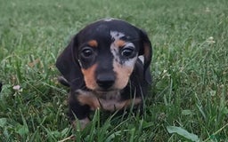 Miniature Dachshund dogs for sale: Debbie - Image 6