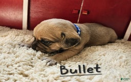Puggle dogs for sale: Bullet - Image 2