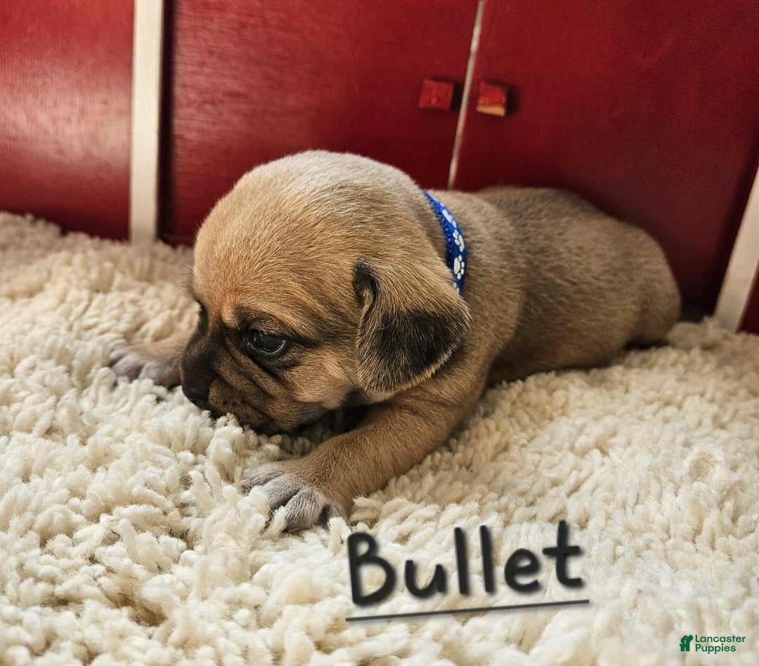 Puggle dogs for sale: Bullet - Image 2