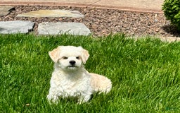Lhasa Apso dogs for sale: Joey - Image 4