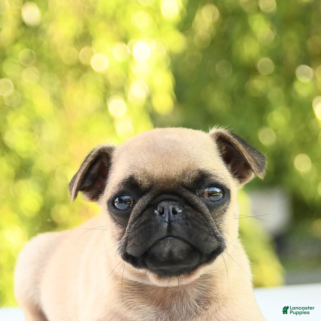 Pug dogs for sale: Sport - Image 10
