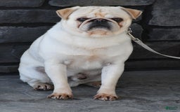 Pug dogs for sale: Tinker - Image 11
