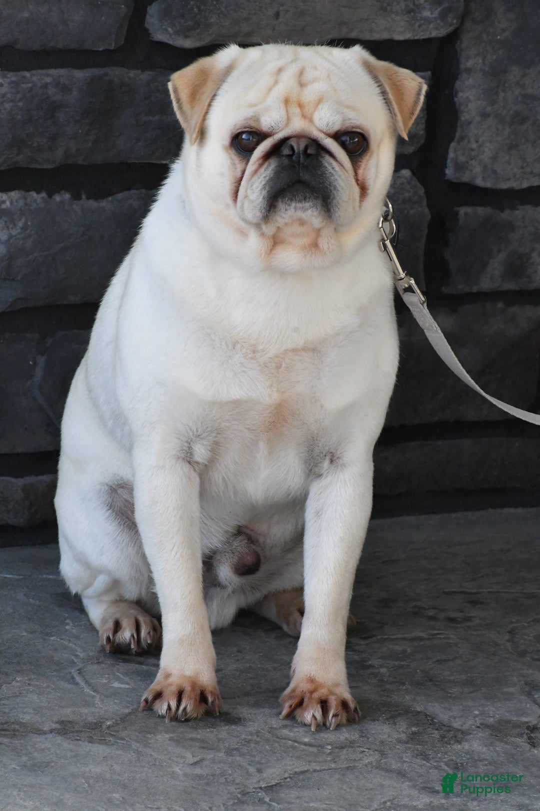 Pug dogs for sale: Tinker - Image 11