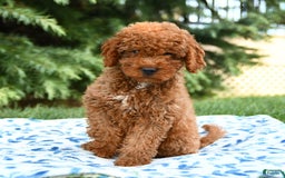 Mini Goldendoodle dogs for sale: Gulliver - Image 9