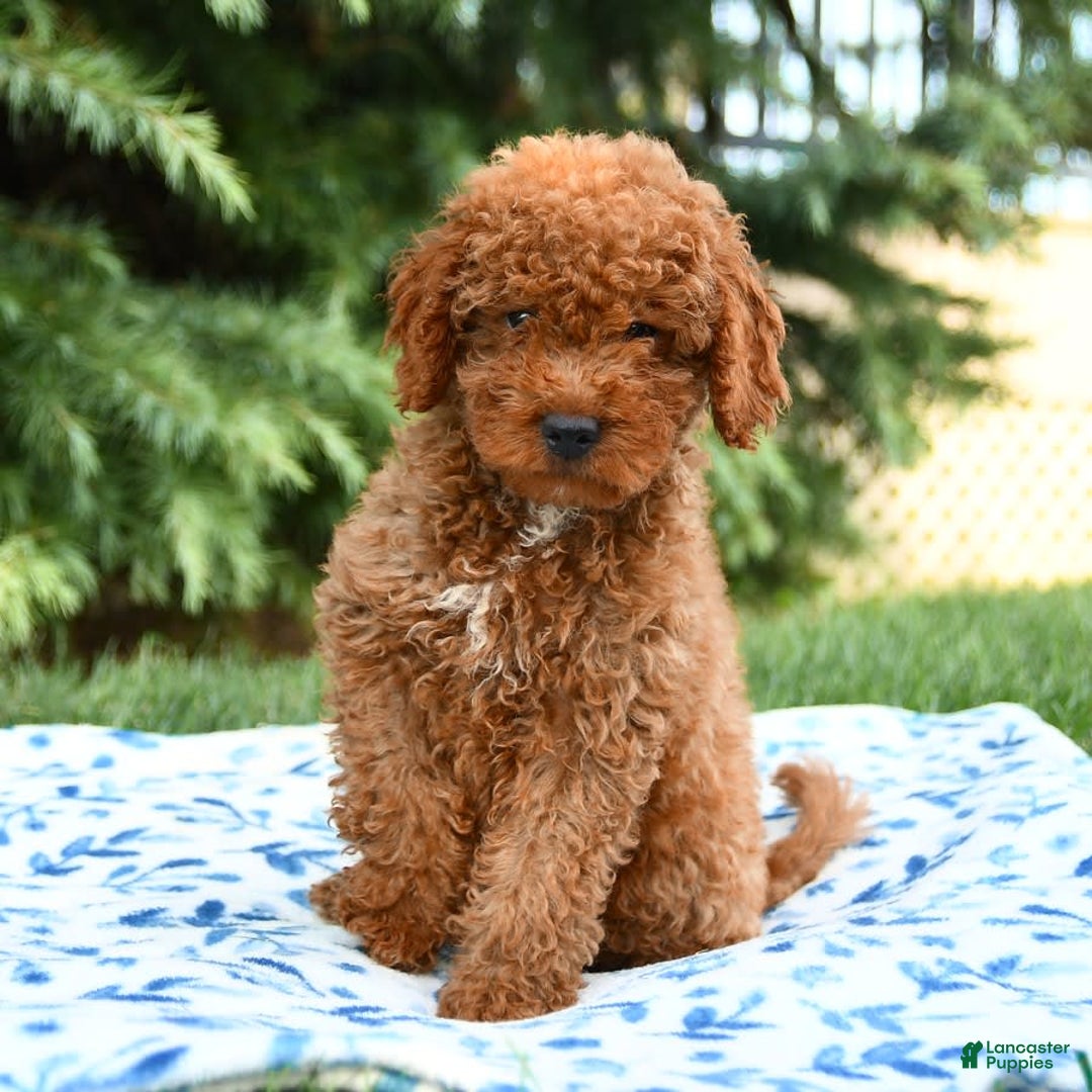 Mini Goldendoodle dogs for sale: Gulliver - Image 9
