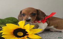 Dachshund dogs for sale: Millie Mae - Image 10