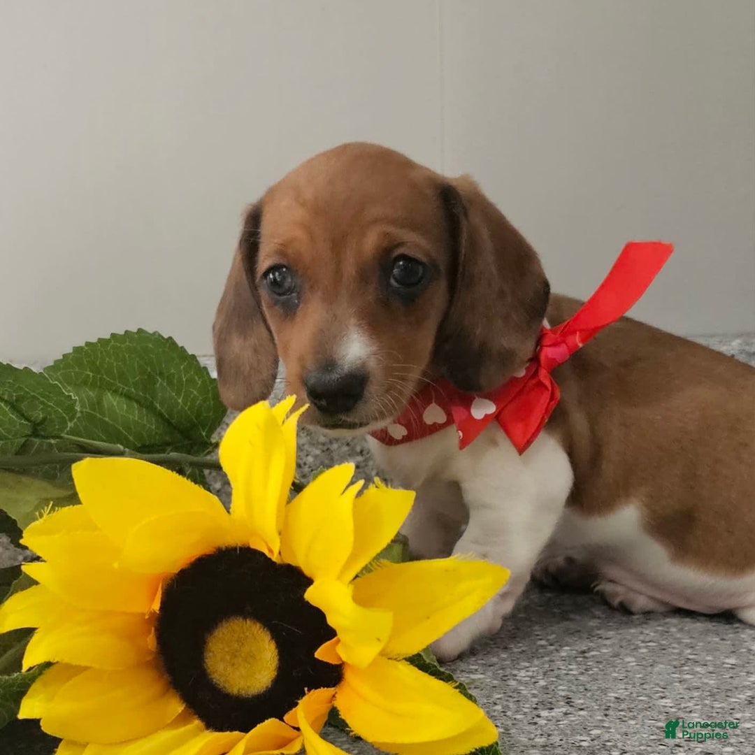Dachshund dogs for sale: Millie Mae - Image 10