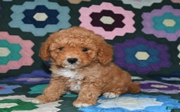 Miniature Poodle dogs for sale: Max - Image 3