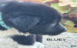 Border Collie dogs for sale: Bluey - Image 2