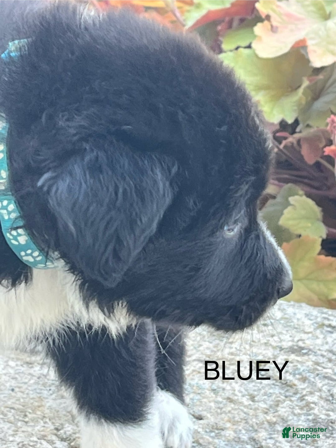 Border Collie dogs for sale: Bluey - Image 2