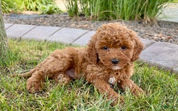 Cavapoo dogs for sale: Harley - Image 8