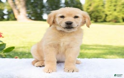 Golden Retriever dogs for sale: Hazel - Image 7