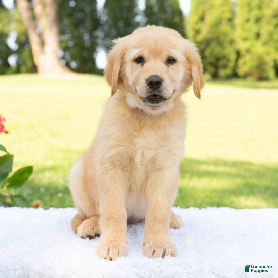 Golden Retriever dogs for sale: Hazel - Image 7