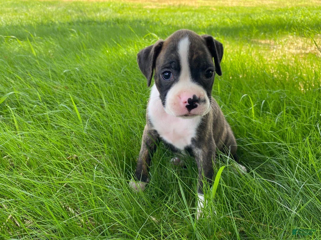 Boxer dogs for sale: River - Image 14