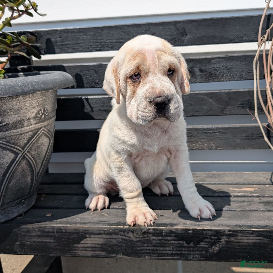 Mini Hippo dogs for sale: Casey - Image 2