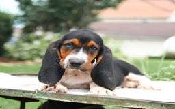 Basset Hound dogs for sale: Cleveland - Image 3