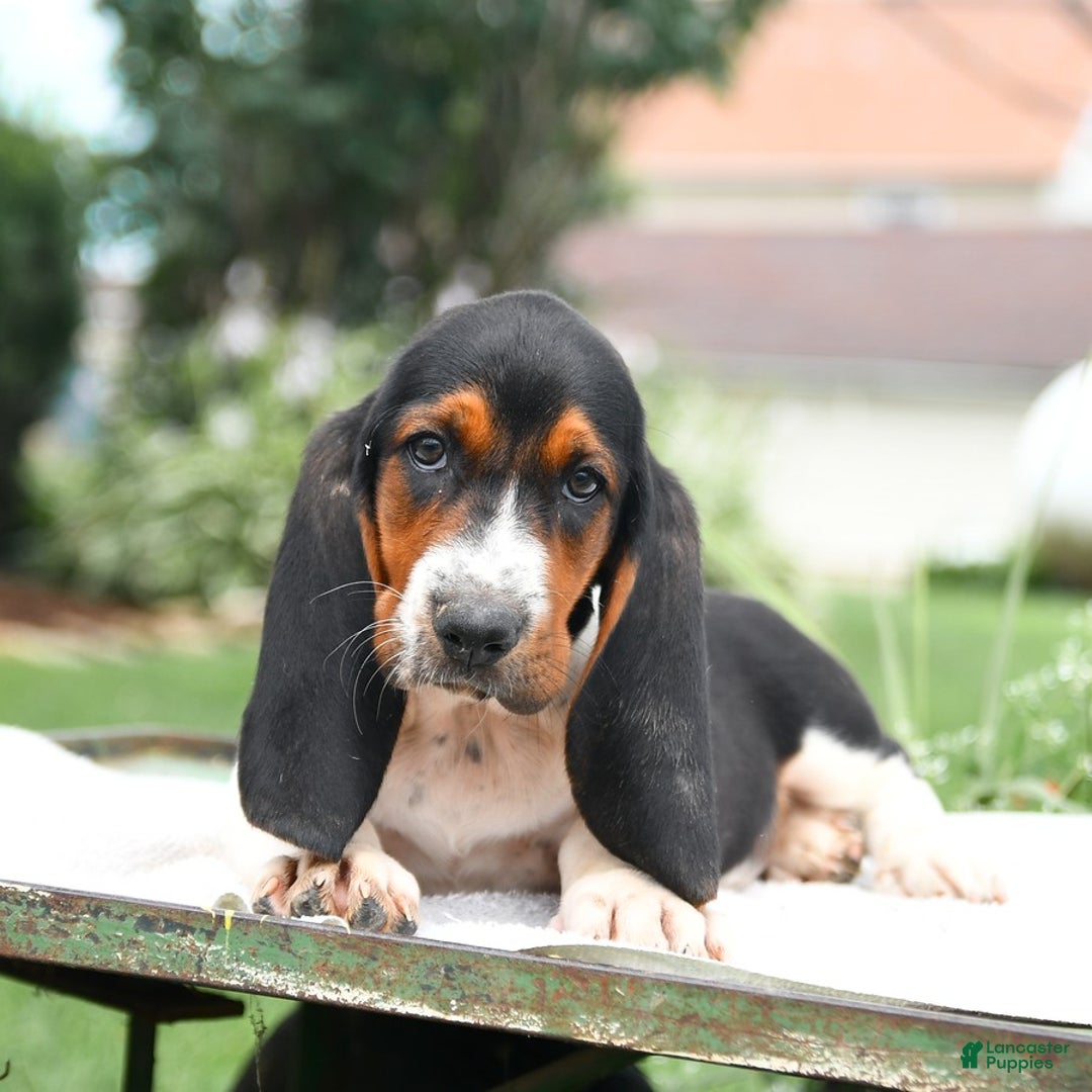 Basset Hound dogs for sale: Cleveland - Image 3