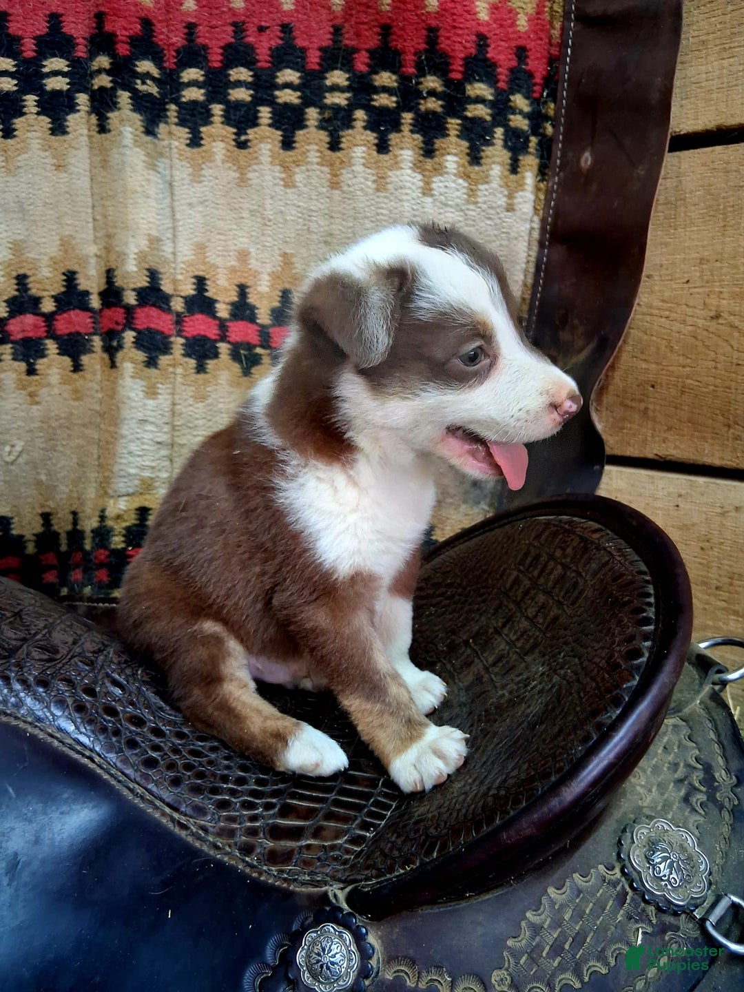 Border Collie dogs for sale: Border Collie 3 puppies - Image 1