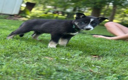 Gerberian Shepsky dogs for sale: Princess - Image 15