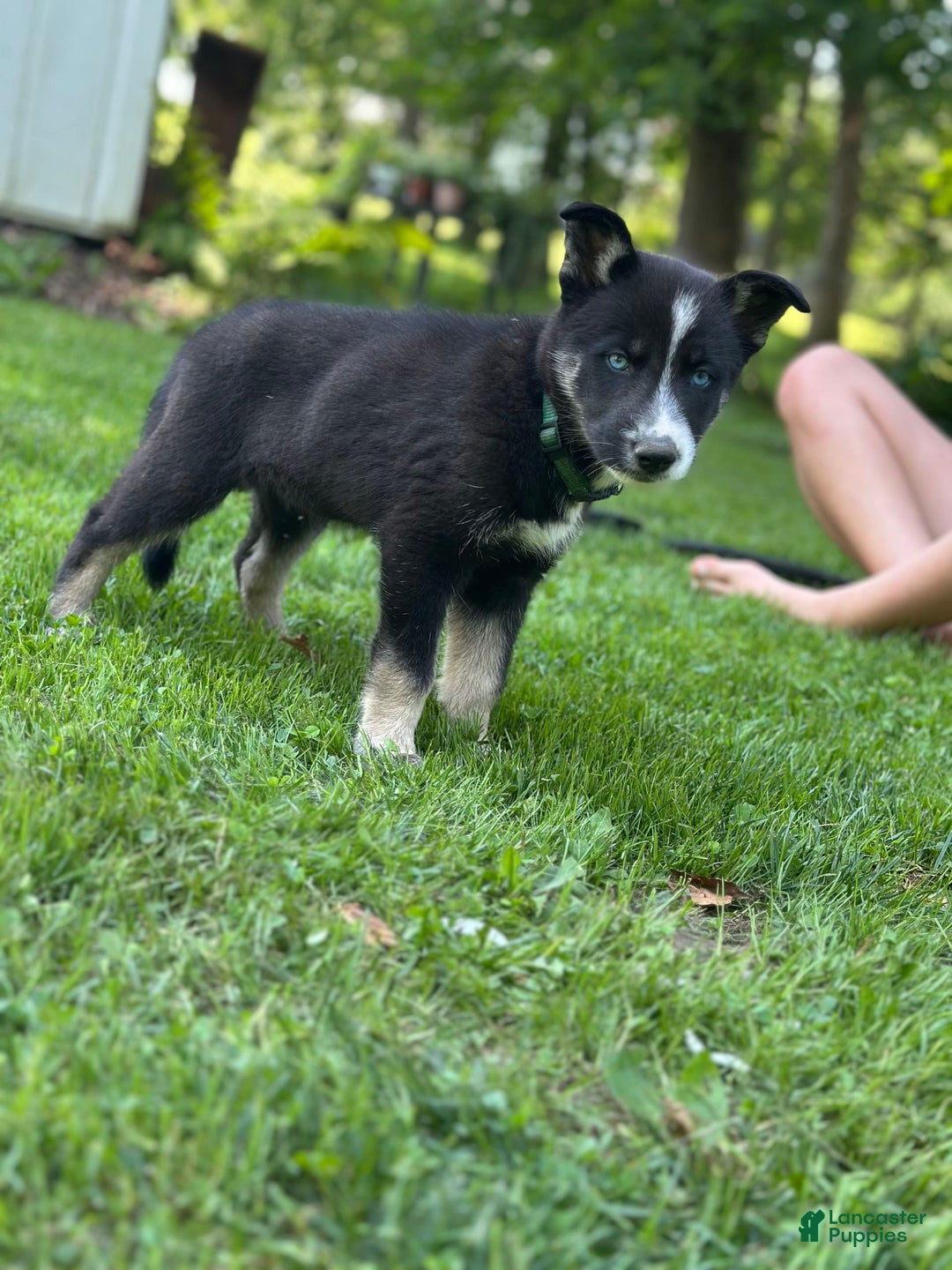 Gerberian Shepsky dogs for sale: Princess - Image 15