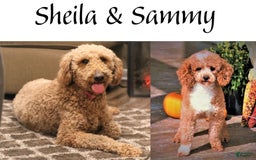 Toy Poodle dogs for sale: Reese - Image 14