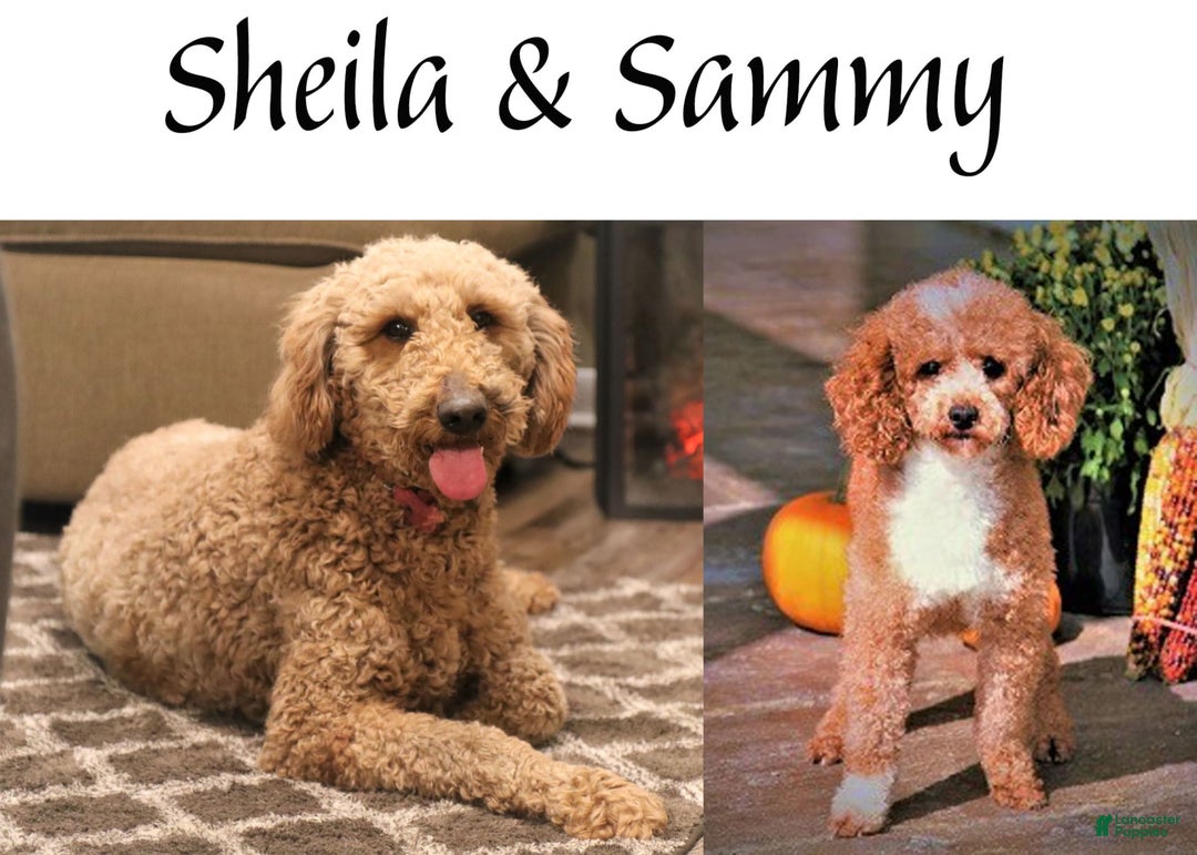 Toy Poodle dogs for sale: Reese - Image 14