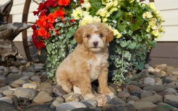 Bichpoo dogs for sale: Gracie - Image 1