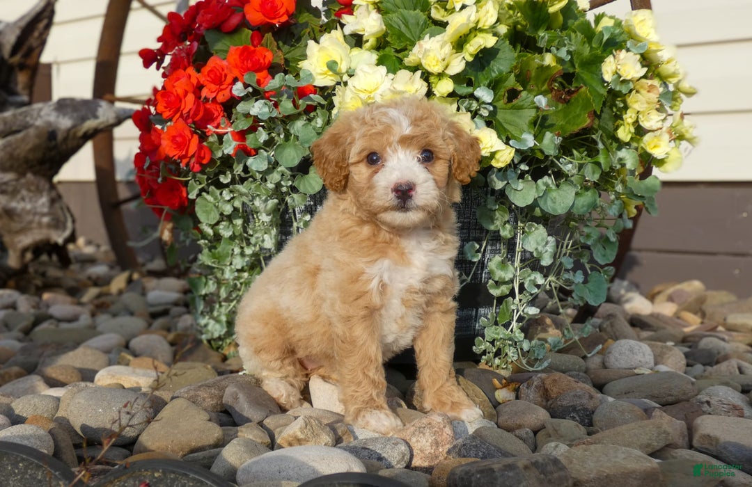 Bichpoo dogs for sale: Gracie - Image 1