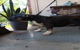 American Bully dogs for sale: Rose Col - Image 5