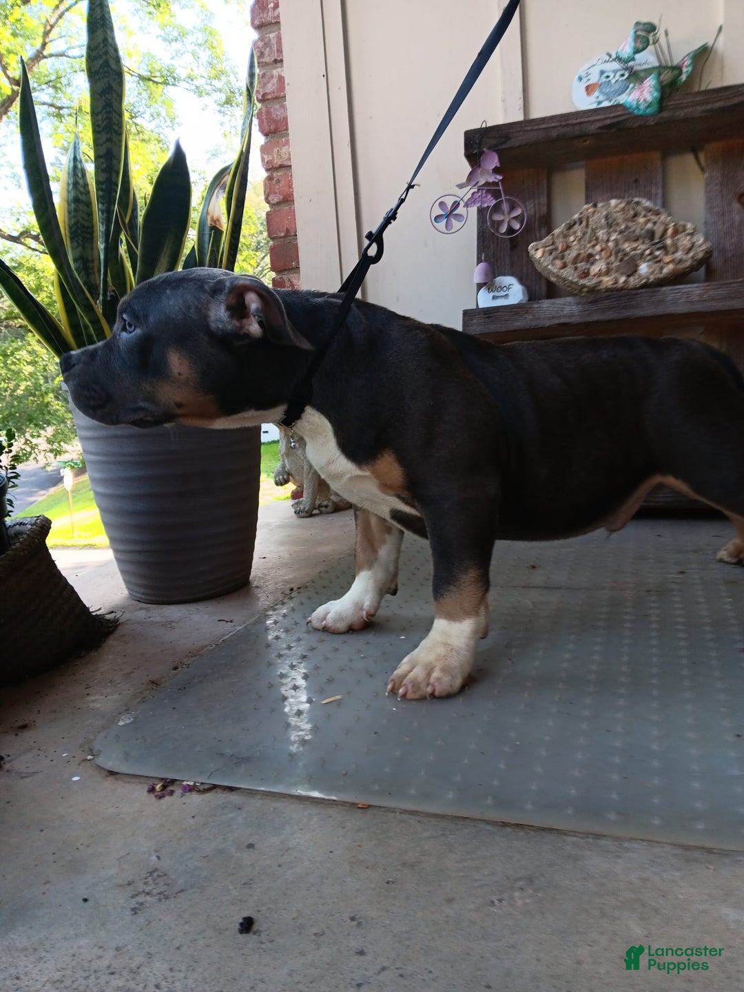 American Bully dogs for sale: Rose Col - Image 5