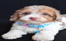Havapoo dogs for sale: Max - Image 4