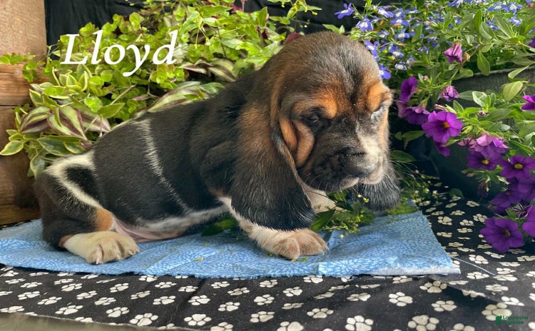Basset Hound dogs - Advert 16