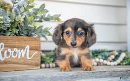 Miniature Dachshund dogs for sale: Jasper - Image 1