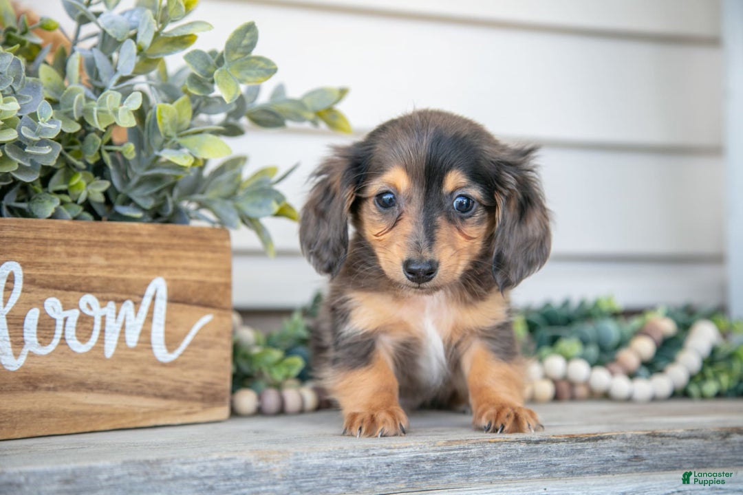 Miniature Dachshund dogs for sale: Jasper - Image 1
