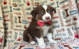 Miniature Australian Shepherd dogs for sale: Nugget - Image 9